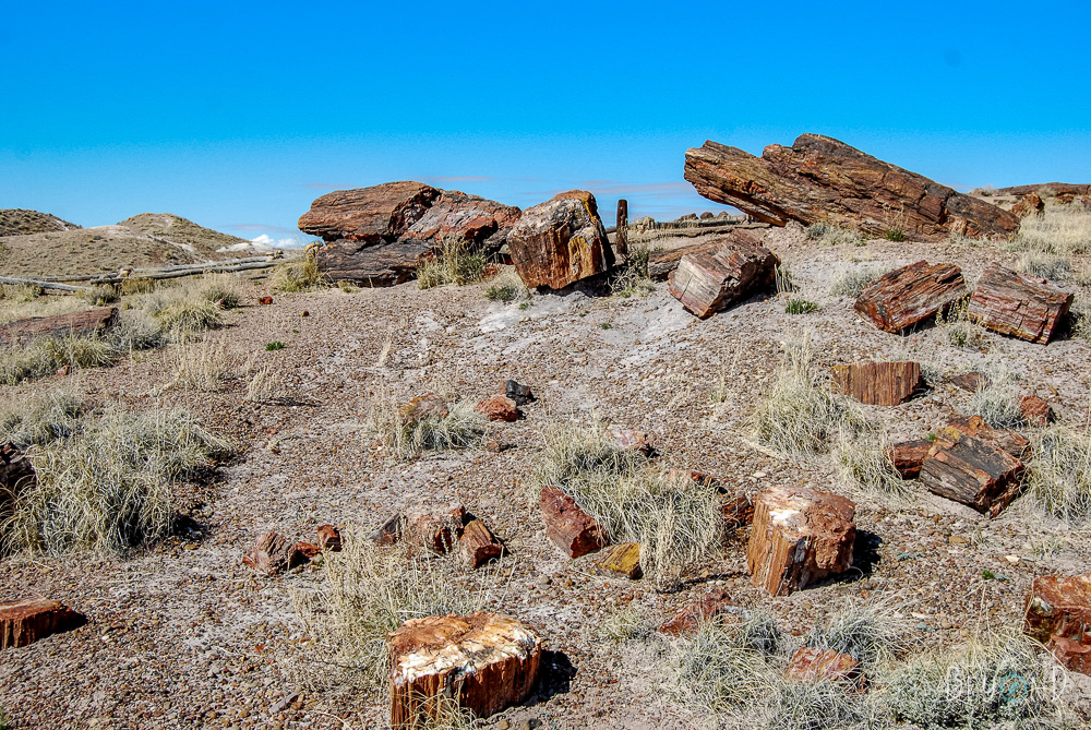 9 Amazing Things to Do in Petrified Forest National Park